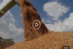 الحرب تصيب خبز العرب.. ومصر أكثر الدول اعتمادا على القمح الروسي والأوكراني