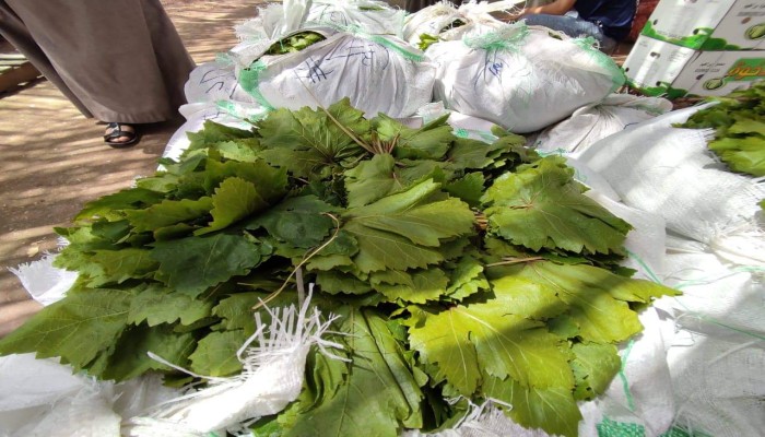 بعد هبوطه أمام الدولار: الجنيه ينهار  أمام "ورق العنب"