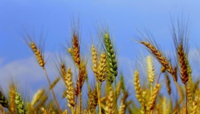 القمح يقلب اقتصاد مصر رأسًا على عقب