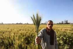 إجبار الفلاحين على توريد القمح يفاقم أزمة الخبز في مصر