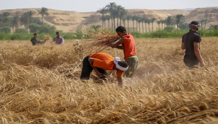 فلاحو مصر يوجهون صفعة لحكومة السيسي
