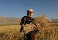 حكومة السيسي تتجه لباكستان والمكسيك بعد حظر الهند لتصدير القمح