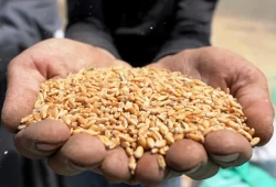 تمويل بـ 1.5 مليار دولار لتجنب أزمة الغذاء في إفريقيا‎‎