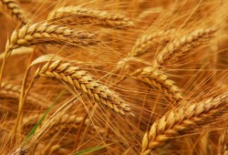 أسعار القمح تُحلّق عاليًا وتفاقم أزمة الجوع في البلدان الفقيرة