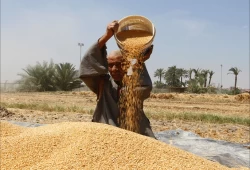 خبير غذاء دولي يدق ناقوس الخطر من قمح هيئة الطاقة الذرية