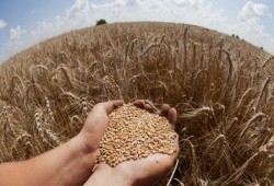 "سلاح القمح".. قد يسبب المجاعة لـ 276 مليون شخص في العالم