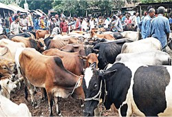 أزمة مفتعلة.. ارتفاع أسعار الأضاحي بين غياب الدولة وتلاعب الجيش