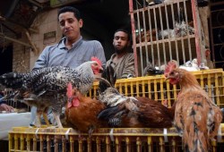 ضربة جديدة لتجار الدواجن: اعفاء دواجن الجيش المجمدة  من الضرائب والجمارك