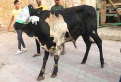 الغلاء والوباء والعجز.. ثلاثية ركود سوق الأضاحي في مصر