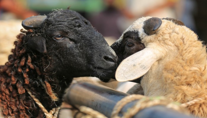 استفادت منها 30 دولة.. كيف تسهم أضاحي الحجاج في تخفيف أزمة الجوع في العالم؟