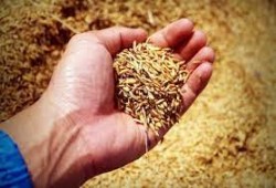 الغارديان تحذر من أزمة الغذاء العالمية