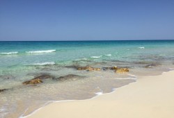 مشروعا "العلمين" و"مراسي" نموذجا .. دراسات بيئية بلا جدوى وحجب بيانات تدين استثمارات الإمارات السياحية