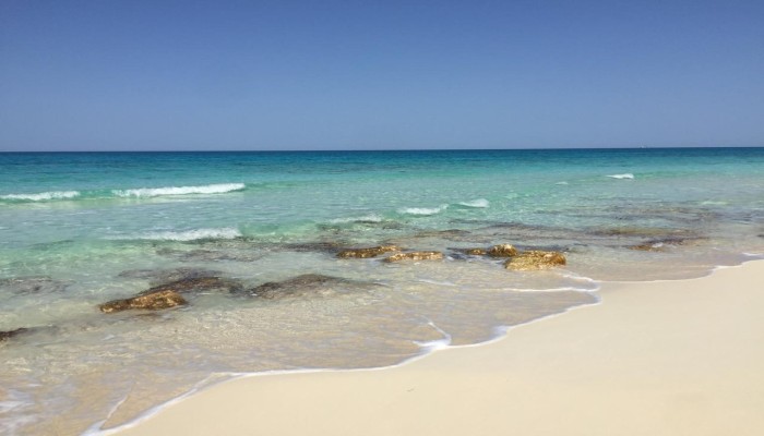مشروعا "العلمين" و"مراسي" نموذجا .. دراسات بيئية بلا جدوى وحجب بيانات تدين استثمارات الإمارات السياحية
