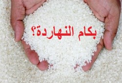 ارتفاع بقيمة 1750 جنيه بأسعار الأرز الشعير