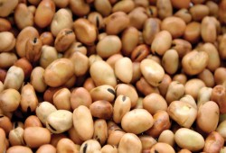 طعام الفقير .. الفول يقفز إلى 3500 جنيها للأردب والأرز إلى 1400 جنيها للطن