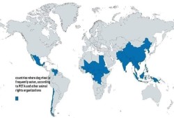 بالتزامن مع تخفيض باللحوم البرازيلي.. (بيتا): مصر بين دول تأكل الكلاب!