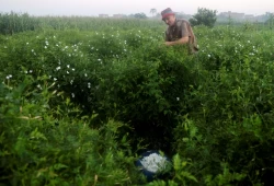 مزارعو ياسمين شبرا بلولة يواجهون إضرارا بالغة تمنعهم من التصدير