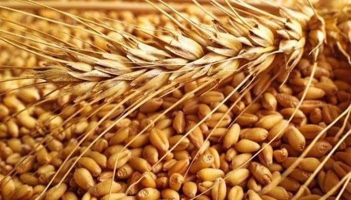رغم استمرار #أزمة_الغذاء وعدم توريد المطلوب .. السيسي يسمح بتصدير القمح!