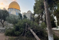 سقوط شجرة معمرة داخل باحات المسجد الأقصى
