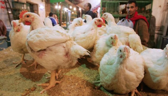 بعد الكتاكيت.. شبح الموت يطارد الدواجن لنقص الأعلاف