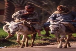 تعويم مجنون للجنيه تزامن مع قرض صندوق النقد الضئيل