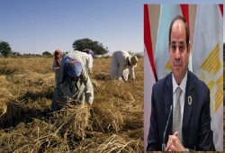 السيسي يصنع أزمة الأرز ويعاقب المواطنين.. ومستشار سابق بالتموين يقدم الحل