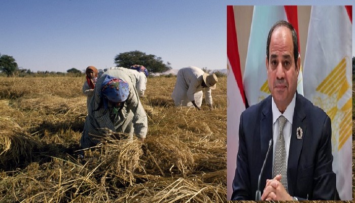 السيسي يصنع أزمة الأرز ويعاقب المواطنين.. ومستشار سابق بالتموين يقدم الحل