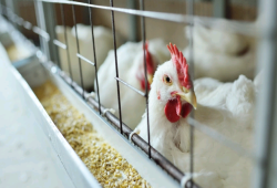 أزمة الدواجن تتفاقم.. أصحاب محال يتوقفون عن العمل بعد ارتفاع الأسعار وتراجع البيع