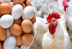 "نيويورك تايمز": اللحوم أصبحت خارج مائدة المصريين والبيض رفاهية