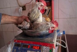 لماذا لم يتراجع سعر الدواجن رغم الإفراج عن الأعلاف من الموانيء؟ خبير اقتصادي يجيب