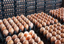 كرتونة البيض الأحمر تقفز إلى 125 جنيه للمستهلك