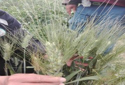 اقتصاص قادم لرغيف الغلابة .. 1000جنيه زيادة في طن القمح