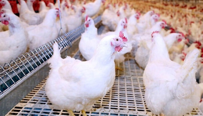 أزمة الدواجن.. إطفاء غضب المواطنين بتنمية عوائد الجيش