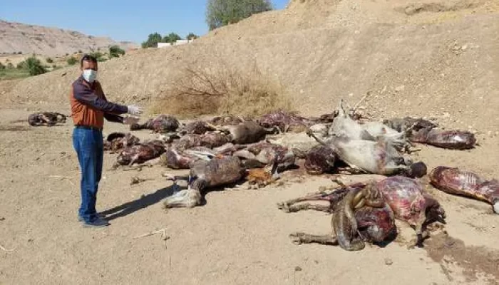 حمير مذبوحة على قارعة طريق بالشرقية تثير الرعب