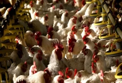 حكومة السيسي تقترح استيراد الدواجن المجمدة و"اتحاد الدواجن" يطالب بالإفراج عن الأعلاف