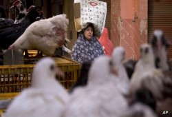 رئيس شعبة الدواجن: أسعار الدواجن ارتفعت بنسبة 350%.. والأزمة ستستمر لشهور