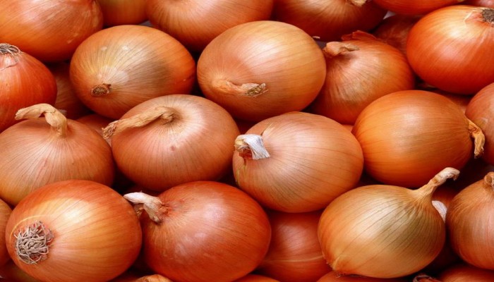 بعد عزوف المزارعين  عن زراعته.. كيلو البصل يتخطى الـ 14 جنيها
