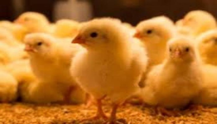 ارتفاعات جديدة بأسعار الكتاكيت.. والكتكوت يصل لـ 27.5 جنيها