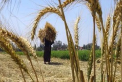 الروس يحتكرون "العيش" بعد انسحاب السيسي من المعاهدة الدولية للحبوب