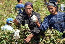 قنطار القطن يقفز 420 جنيها بمزاد الدقهلية