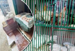 شعبة الدواجن : طن بادي التسمين 24 ألفا وفراخ (الساسو) تقفز 8 جنيهات للكيلو!