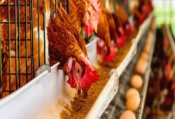 استمرار ارتفاع أسعار الأعلاف والخامات العلفية والجيلوتين المستورد وصل إلى 47500 جنيه