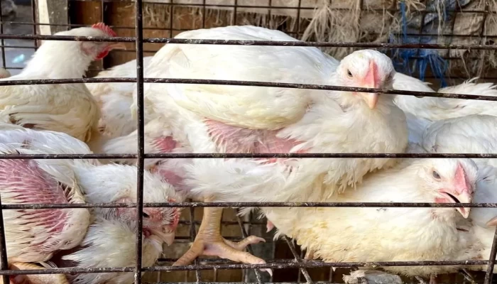 بي بي سي: هذا ما تخبرنا إياه "أرجل الدجاج" عن الحياة اليومية في مصر