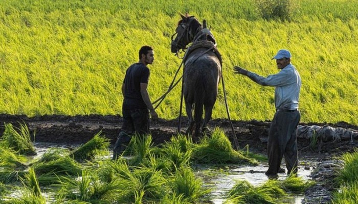 اختراق حظر تصديره.. سعر الأرز المصري بالسعودية أقل من القاهرة!
