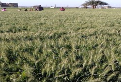 فلاحون: قرارات حكومية شفهية بتوريد 12 أردب عن كل فدان قمح!