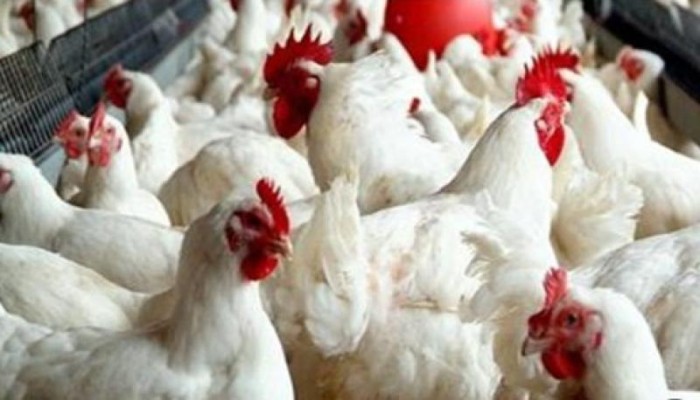 استقرار أسعار الدواجن فى الأسواق.. والكيلو يسجل 75 جنيهًا