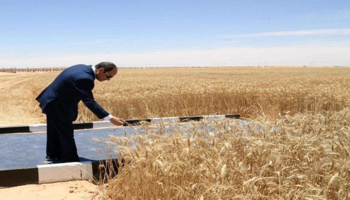 مداعبة السيسي سنبلة القمح على رصيف داخل الغيط يثير سخرية السوشيال ميديا