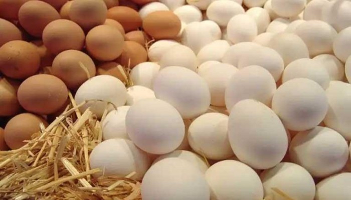 ارتفاع أسعار البيض الأبيض والبلدي اليوم السبت في المزرعة