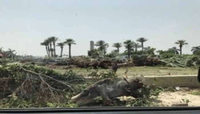 مذبحة أشجار جديدة بالمعادي.. هل يستمر تدمير أحياء القاهرة لصالح العاصمة الإدارية؟!