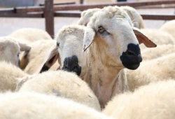قبل الذبح وبعده.. تعرف على أبرز مواصفات الأضحية السليمة